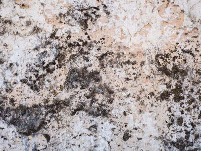 墻面發(fā)霉怎么處理妙招整理，搞清楚發(fā)霉